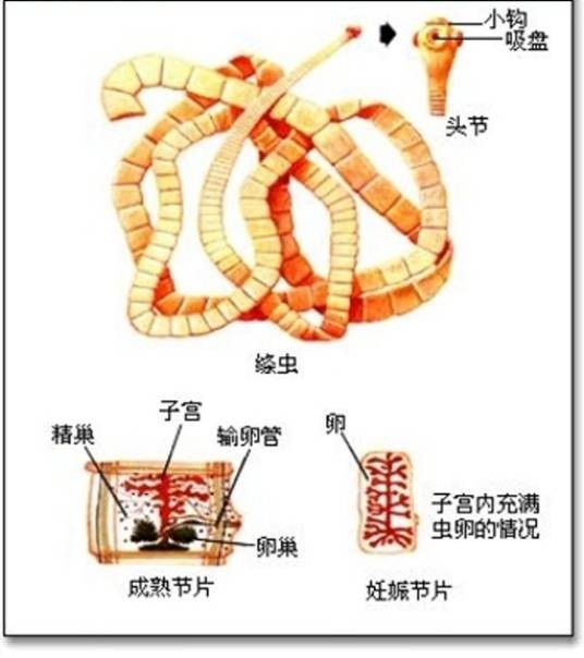 绦虫