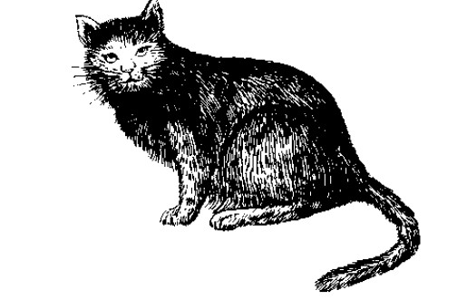 猫胞衣