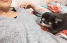 狗狗可以有多粘人?
