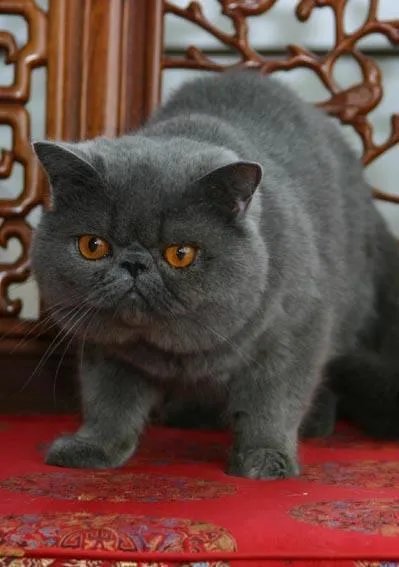 第一次养猫，是加菲猫，还是幼猫，请问有什么注意事项吗，详细一点，还是学生东西尽量平价一点谢谢啦？