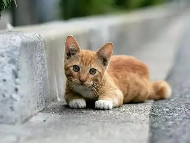 猫好养吗
