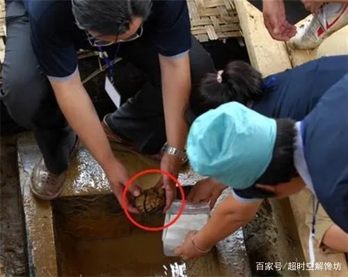 来自于2600年前的“活大脑”，是怎样活到现在的？