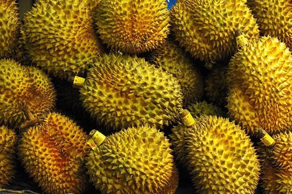广西哄抢榴莲的村民食物中毒，食用榴莲为何会中毒？