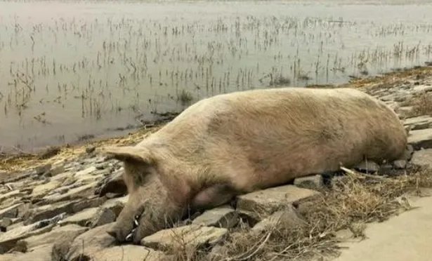 触目惊心!黄河大堤内哪来这么多死猪?