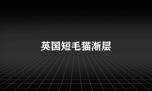 英国短毛猫渐层