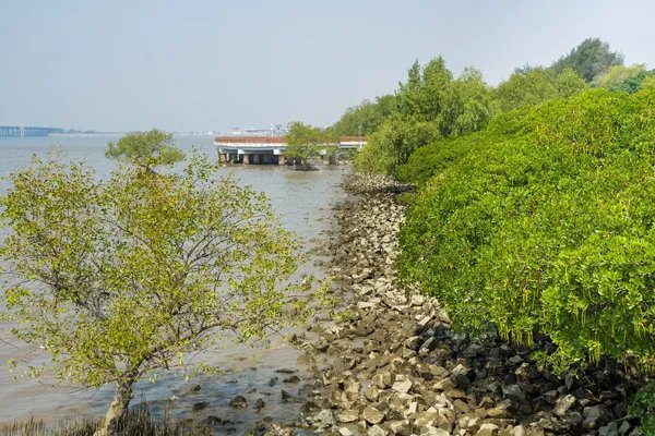 深圳红树林游玩攻略 深圳红树林自助游攻略