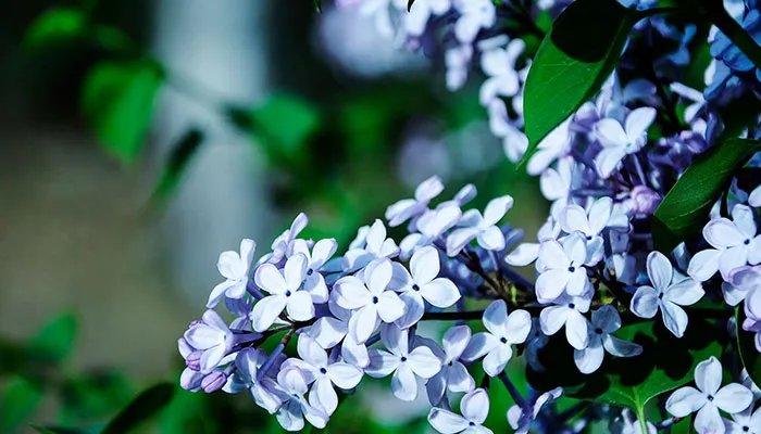 鲜花插在可乐中能延长花期吗