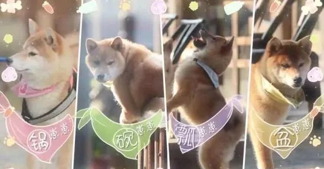 你知道哪些明星,在家养有什么样的宠物呢?