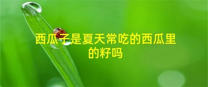 西瓜子是夏天常吃的西瓜里的籽吗