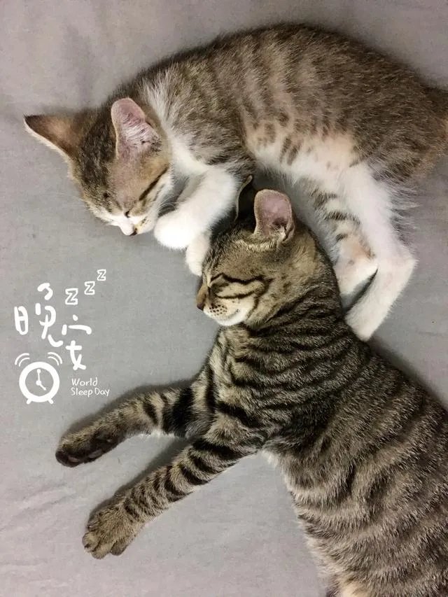 猫好养吗