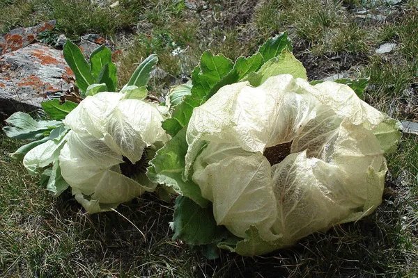 极挑嘉宾摘国家二级保护植物,是节目组安排还是个人行为?