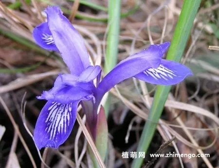 矮紫苞鸢尾怎么繁殖,分株、播种方法