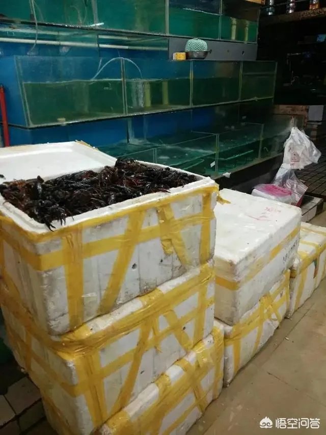 养殖小龙虾大概要准备多少资金？能不能挣钱？