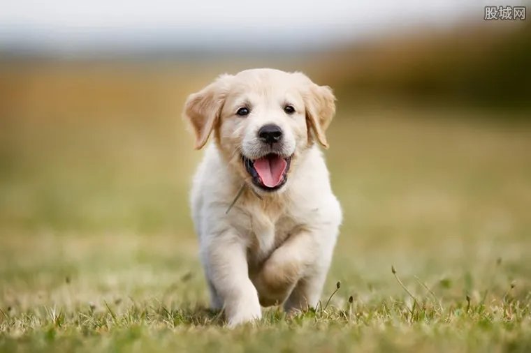 3个月小金毛犬价格 教你如何挑选小金毛