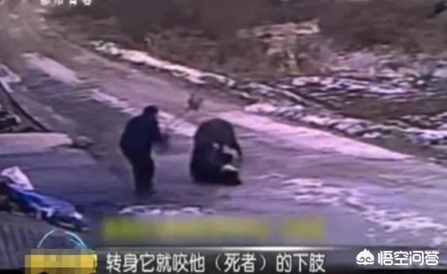 如何看待陕西安康野猪咬死一人伤一人,被击毙这件事?