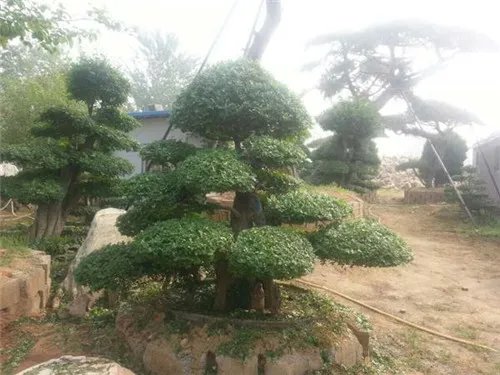 对节白蜡树价格多少钱 对节白蜡盆景如何保型