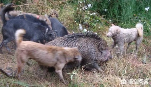 如何看待陕西安康野猪咬死一人伤一人,被击毙这件事?