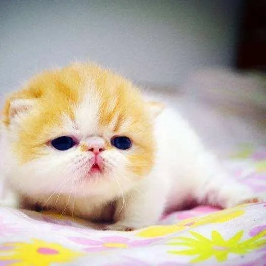 第一次养猫，是加菲猫，还是幼猫，请问有什么注意事项吗，详细一点，还是学生东西尽量平价一点谢谢啦？