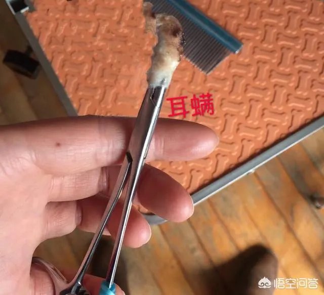 狗狗有耳螨怎么处理？给狗狗滴耳朵很反抗？