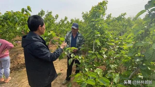 冯佳文 寿光