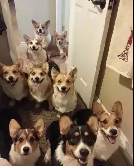 狗狗可以有多粘人?