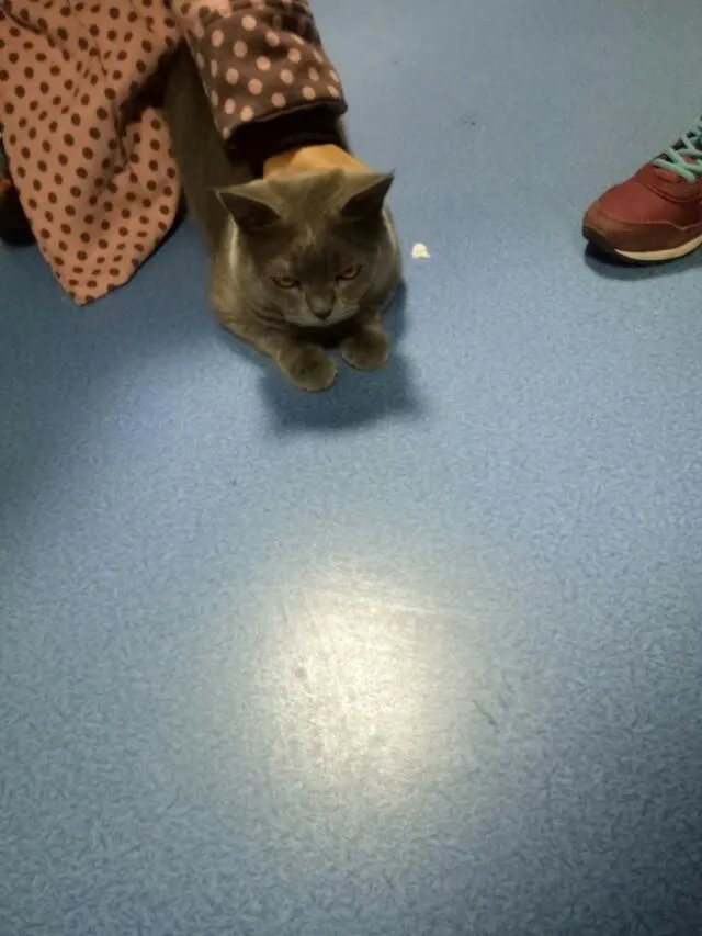 猫好养吗