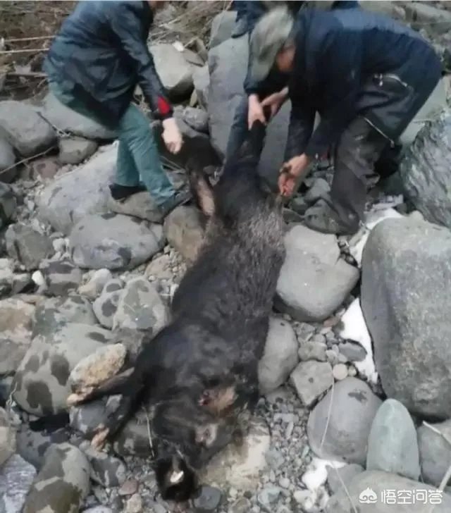 如何看待陕西安康野猪咬死一人伤一人,被击毙这件事?