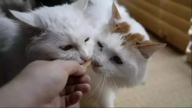 猫好养吗
