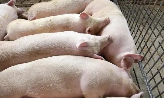 猪肉价格一个月每公斤涨近7元 网友:这猪肉要涨到啥时候