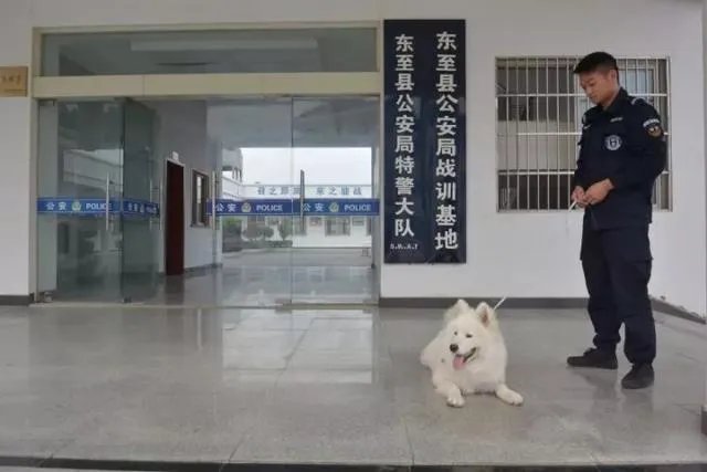 如何看待萨摩耶派出所报案这件事情?