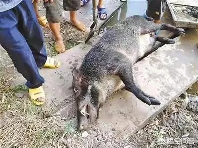 如何看待陕西安康野猪咬死一人伤一人，被击毙这件事？