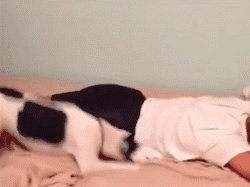 狗狗可以有多粘人?