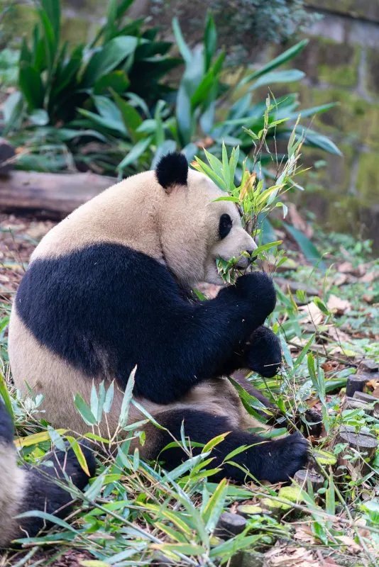 大熊猫爱吃的竹子究竟是树还是草?