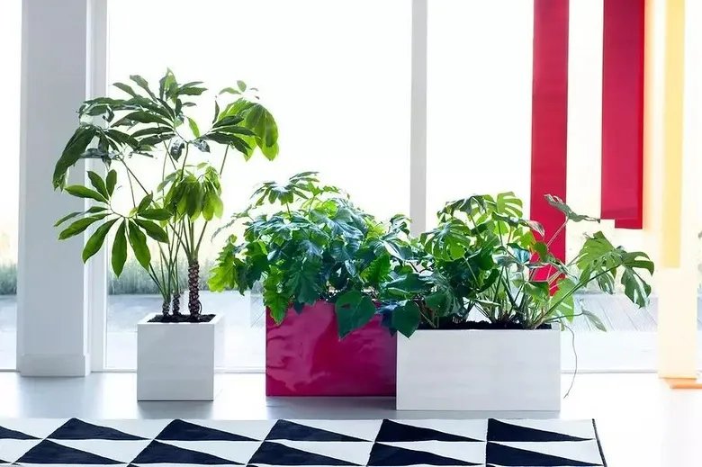 用室内植物搭配家居环境,让“清凉绿意”暴走!