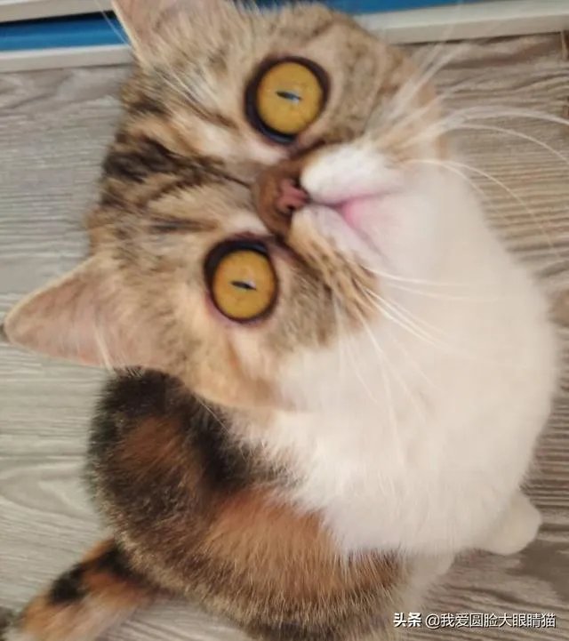 第一次养猫，是加菲猫，还是幼猫，请问有什么注意事项吗，详细一点，还是学生东西尽量平价一点谢谢啦？