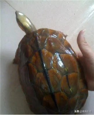 有没有什么便宜的乌龟适合在鱼缸里养的?不用晒台什么的?
