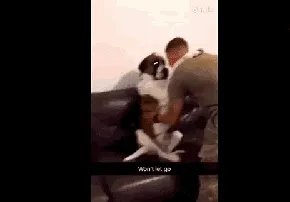 狗狗可以有多粘人?