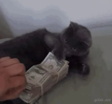 猫好养吗