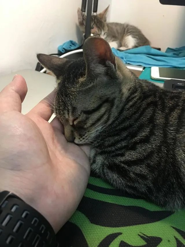 猫好养吗