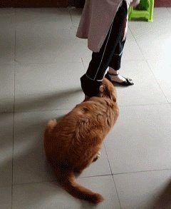 狗狗可以有多粘人?