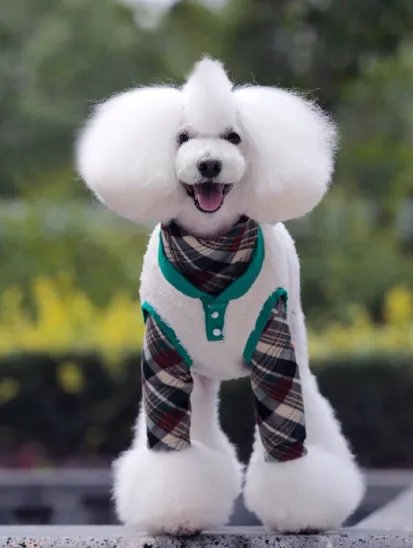 贵宾犬一般多少钱?