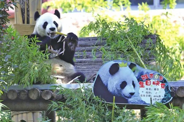 日本和歌山县双胞胎大熊猫6岁啦,大熊猫一般都怎么过生日?