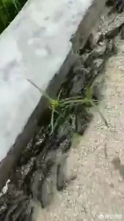鱼跳上岸是什么征兆