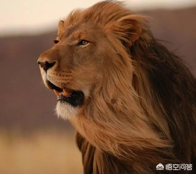 如何看待陕西安康野猪咬死一人伤一人,被击毙这件事?