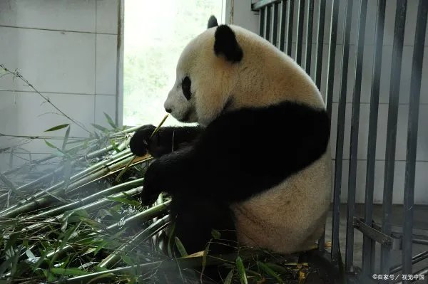 大熊猫爱吃的竹子究竟是树还是草?