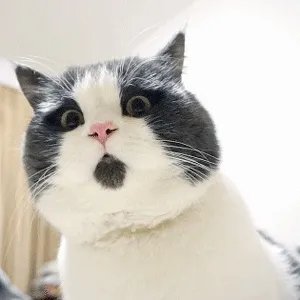 猫好养吗