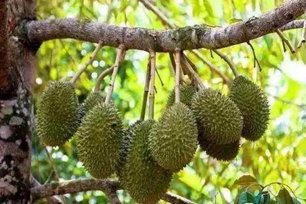 广西哄抢榴莲的村民食物中毒,食用榴莲为何会中毒?