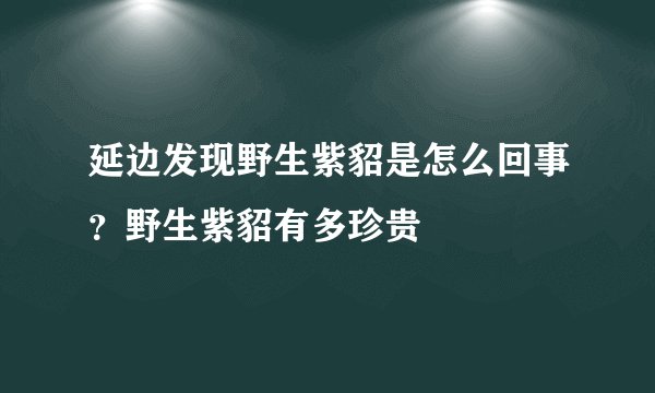 延边发现野生紫貂是怎么回事？野生紫貂有多珍贵