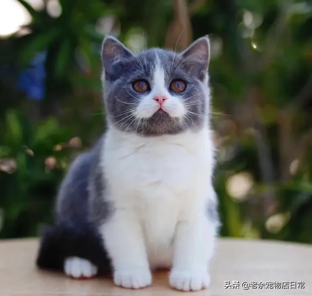 第一次养猫，是加菲猫，还是幼猫，请问有什么注意事项吗，详细一点，还是学生东西尽量平价一点谢谢啦？