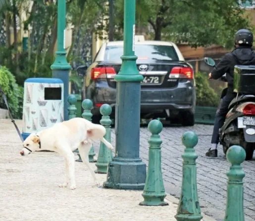 上海一宠物犬小区路灯杆旁撒尿触电死亡，物业该负责吗？